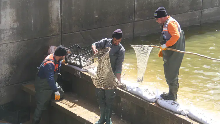 Beyşehir Gölü’nde nefes kesen kurtarma: Binlerce balık hayata döndü