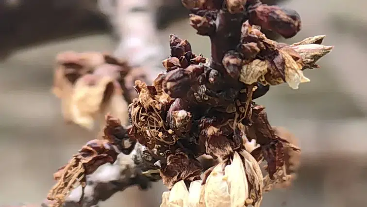 Konya’da -3 derece o meyveyi yaktı!