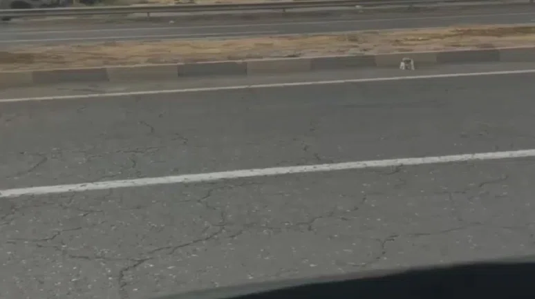 Yoğun trafikte mahsur kalan yavru köpek böyle kurtarıldı