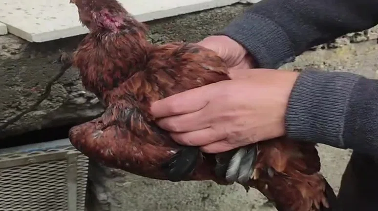 Boğulmak üzere olan tavuk, köylülerin müdahalesiyle kurtarıldı