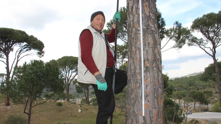 Yüksek ağaçlardan ekmek parası kazanıyorlar: Çam fıstığı üreticilerinin zorlu mücadelesi