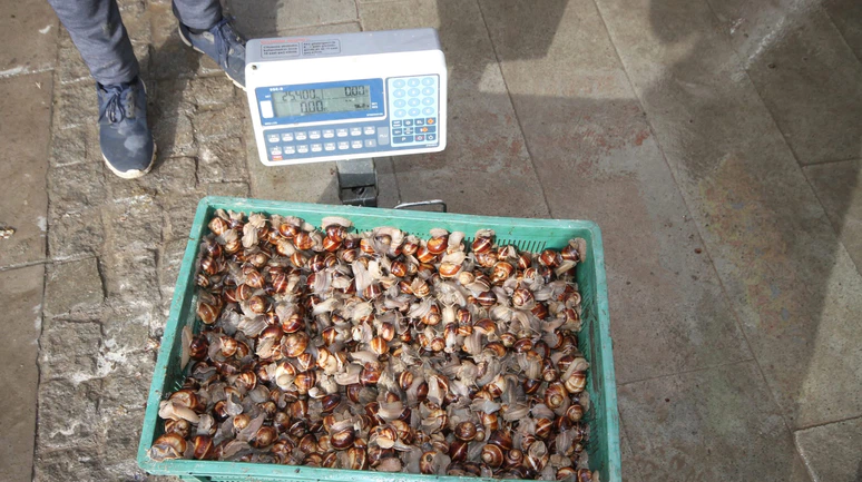 Konya’da öyle bir şey topluyorlar ki! Sümüklü kazanç