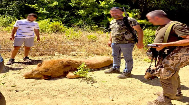 Antalya'da Vurulan Aslanın Ardından Sosyal Medyada Öfke Seli: #Öldürmüşler