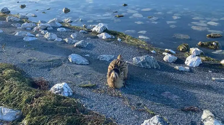 Eğirdir Gölü’nde nadir kuş türü bulundu