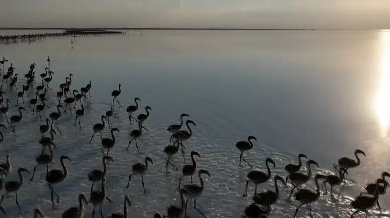 Tuz Gölü’nde kuraklık alarmı! Flamingolar artık gelmiyor
