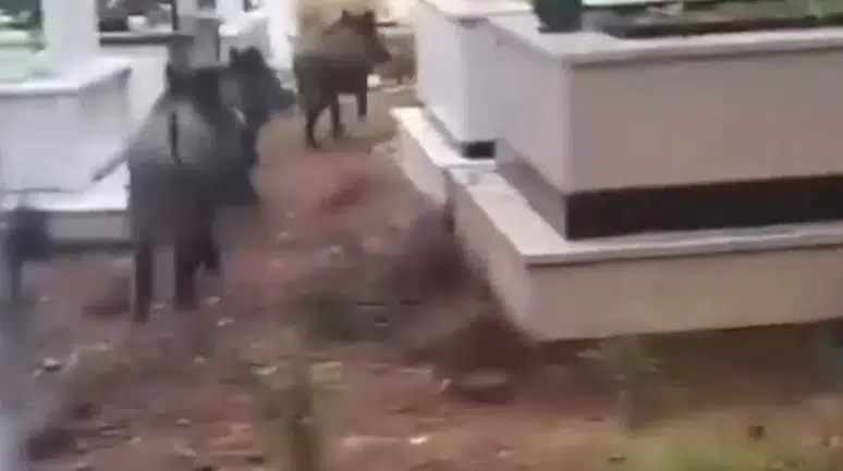 Domuz istilası sürüyor! Yeni adres mezarlıklar