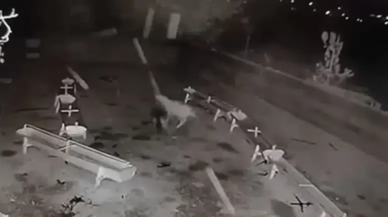 Konya’da kurt ve başıboş köpek faciası!