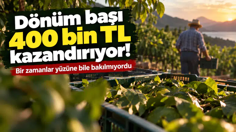 Dönüm başı 400 bin TL kazandırıyor! Bir zamanlar yüzüne bakılmıyordu