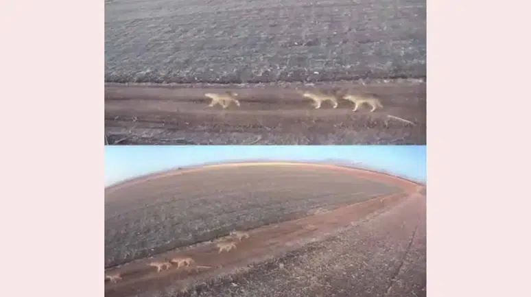 Karaman’da aç kalan kurtlar ovaya indi