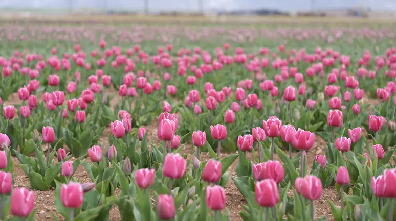 Karaman’da lale tarlası kapılarını açıyor
