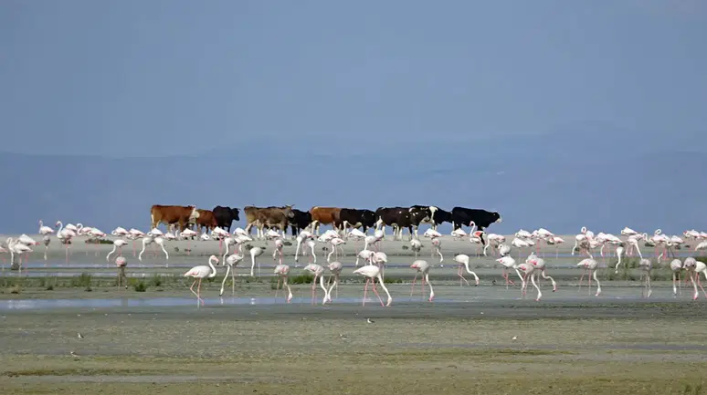 Tuz Gölü'nde 5 bin yavru flamingo kuluçkadan çıktı