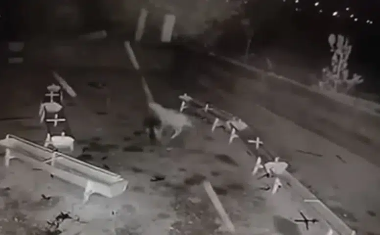 Konya’da kurt ve başıboş köpek faciası!