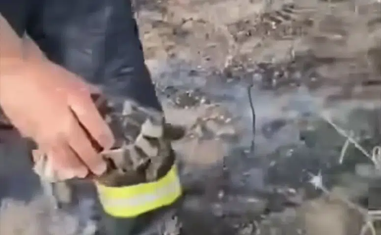 Konya’da yürek ısıtan görüntü! Yangından kaplumbağayı kurtardı