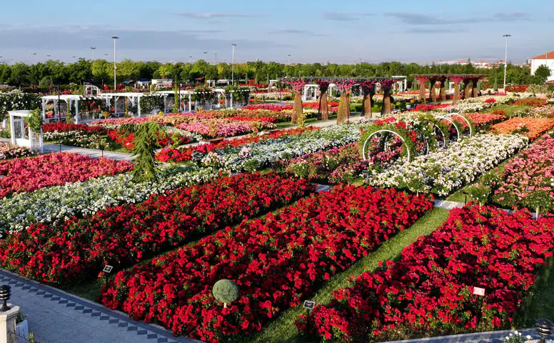 Konya’daki bu park görenleri hayran bırakıyor! 50 bin gül aynı yerde