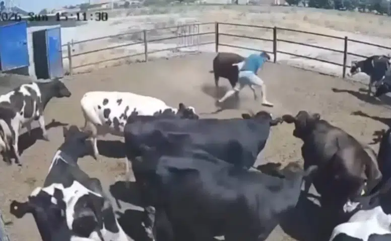 Kızgın boğanın saldırısı kamerada! Konya’da besici ölümden döndü