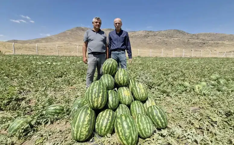 Paşa Karpuzu’nun tadına doyulmuyor! İlk kez Nelson kayısı yetiştirildi