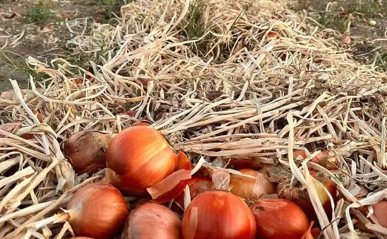 Soğan ve patates fiyatları neden yükseldi? Başkan açıkladı