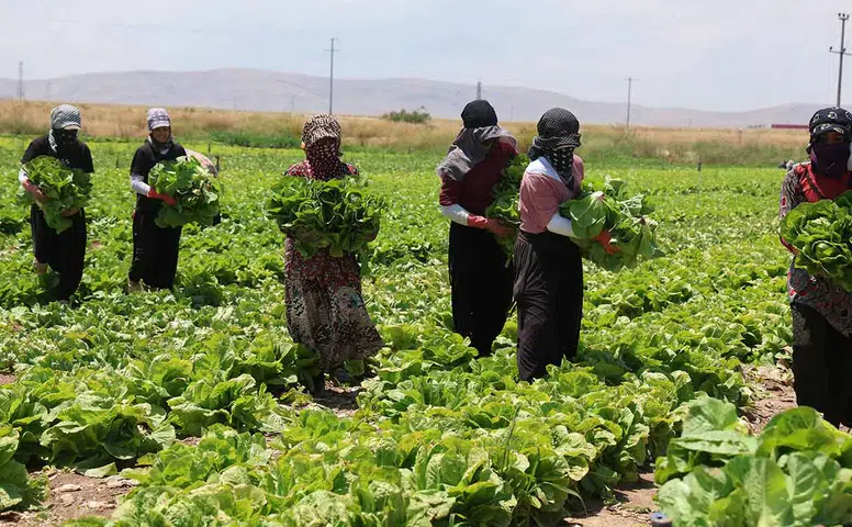 Tarlada 5, markette 50 lira! Konya'da marul fiyatı tartışma yarattı