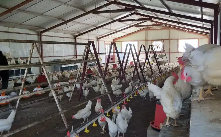 Konya’da böyle lise görülmedi! Gezen tavuk yumurtası ve doğal koyun sütü satılıyor