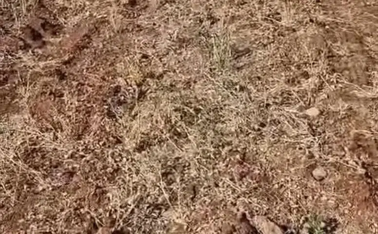 Konya Ovasında alarm! Üreticinin emeği bir günde yok oldu