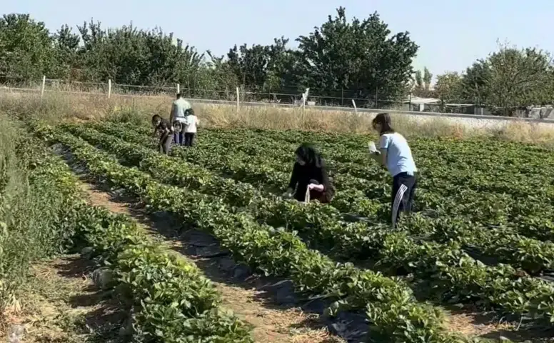 Konya’da Çilek Bahçesi açıldı! Toplayabiliyorsunuz, ücretsiz ikramlar da var