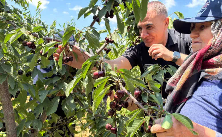 Konya’da kiraz sezonu bitmedi! Türkiye’nin son kirazları burada toplanıyor