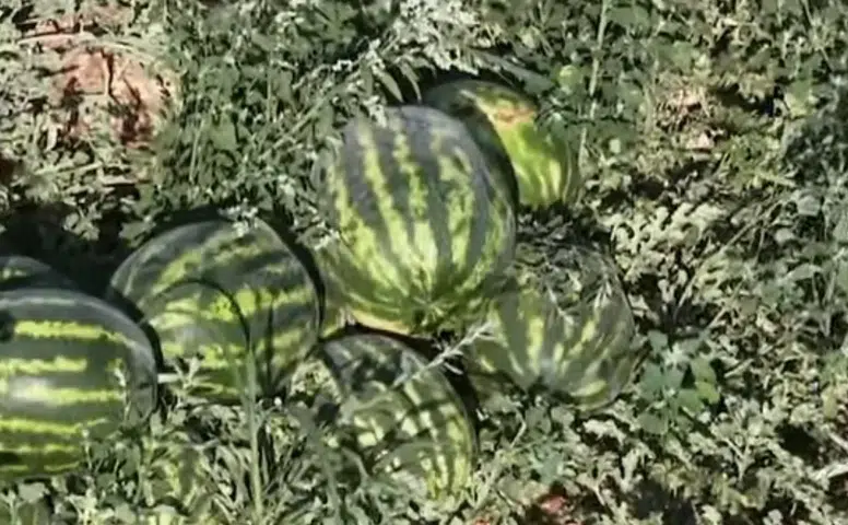Konya’da üretilen karpuz tadı damaklarda bırakıyor!