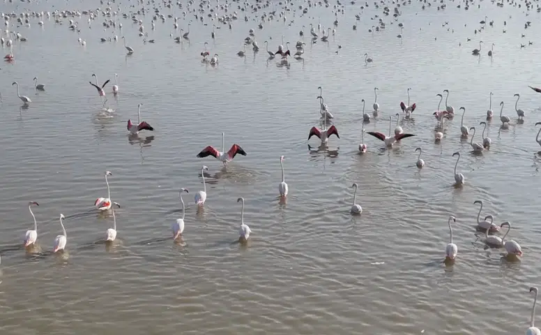 Konya’da kuruyan göl yeniden hayat buldu! Flamingolar geri döndü