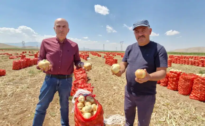 Soğanın kilosu tarlada 20 TL’yi buldu! Karaman’da üretici memnun