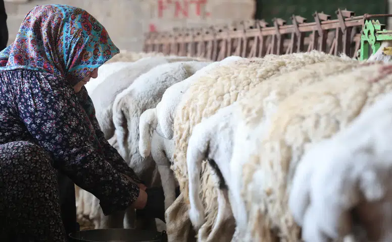 Konya'da kilosu 600 liraya satılıyor! Siparişlere yetişemiyorlar
