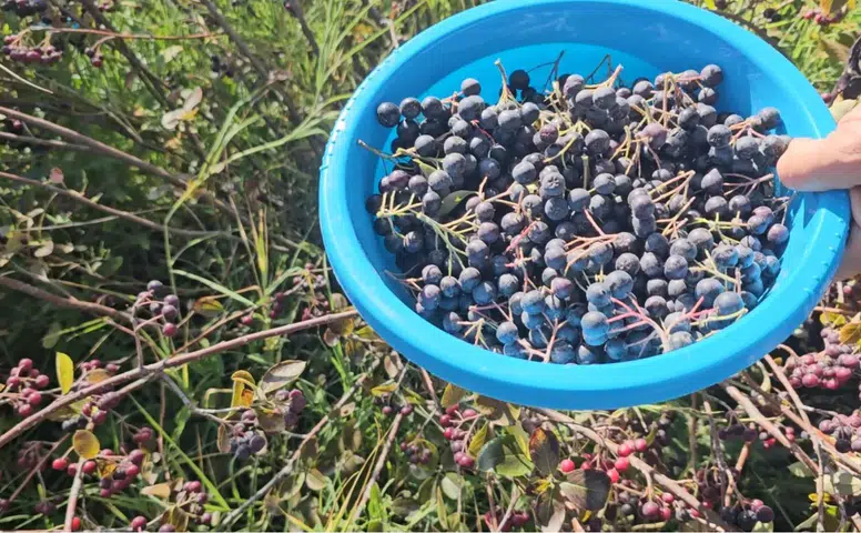 Konya’da hasadı başladı! Kilosu 250 TL’den satılıyor