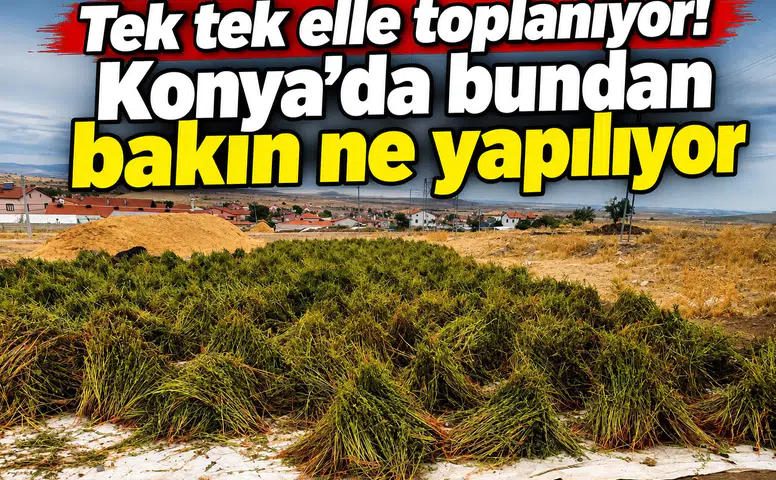 Tek tek elle toplanıyor! Konya’da bundan bakın ne yapılıyor