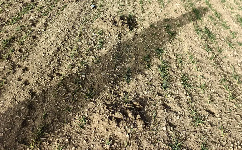 Konya’da tarlalarda alarm! Ilıman hava o hayvanı harekete geçirdi