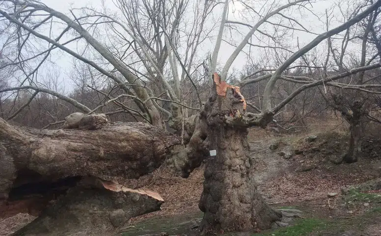 500 yıllık çınar dayanamadı! Konya'da fırtına mesire alanına zarar verdi