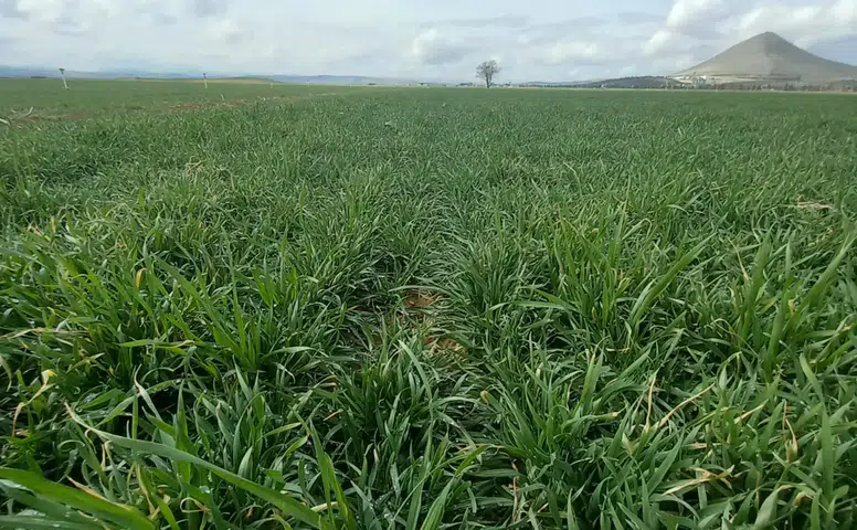Konyalı bilim insanı çiftçileri hububat ekim alanları ile ilgili uyardı