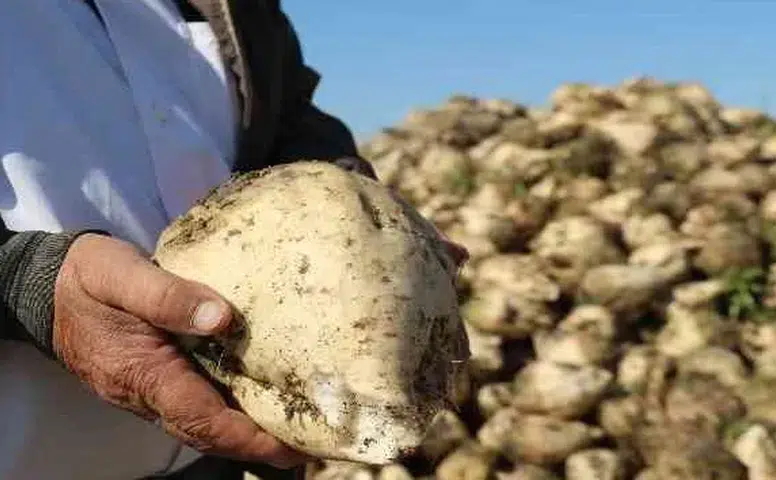 Konya’da şeker pancarında kota krizi! Başkan Çelik’ten flaş açıklama