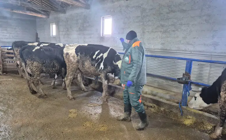 Konya’da şap alarmı! Harekete geçildi