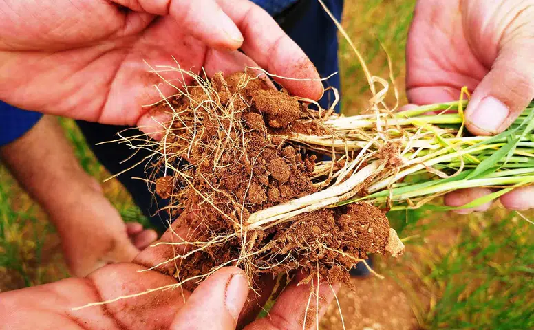 Konyalı çiftçiler dikkat! Hastalıklar hızla yayılabilir