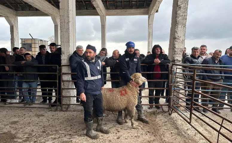 Konya’da ilginç açık artırma! Bu koyun kaça satıldı?