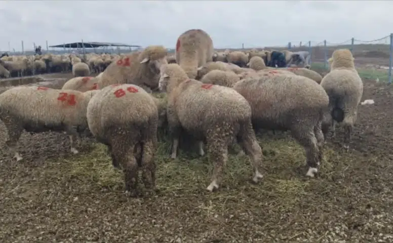 Konya’da büyük başarı! 1 koyun 1598’e çıktı