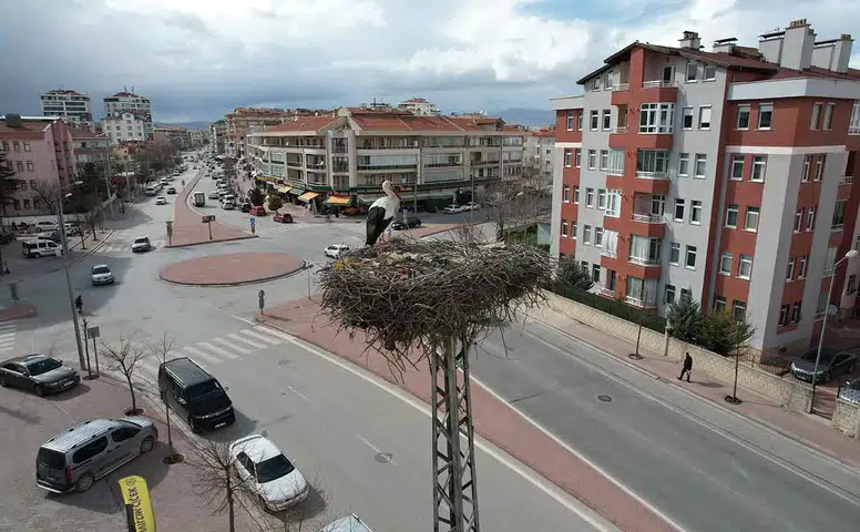 Baharın habercileri! Konya’da leylekler yuvalarına döndü