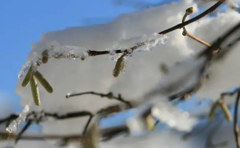 Konyalılar bu tarihlere dikkat! Don riski etkili olacak