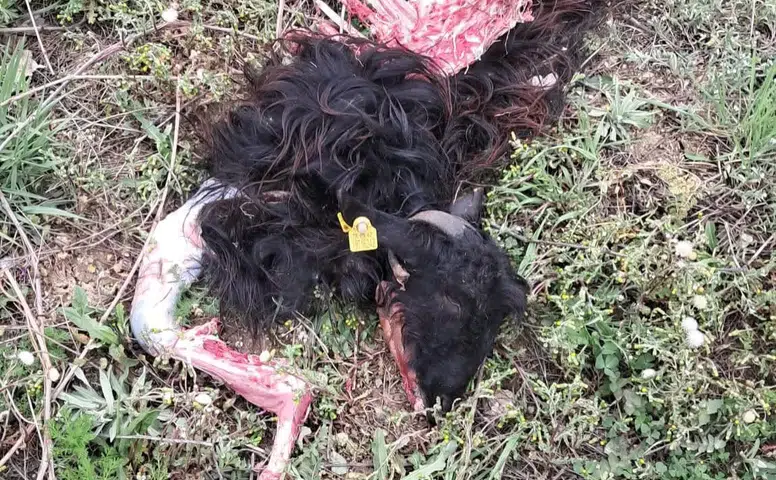 Bu görüntü Konya’da çekildi! Sorun giderek büyüyor