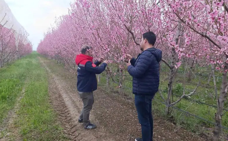 Konya’da zirai don alarmı! Ekipler bölgede