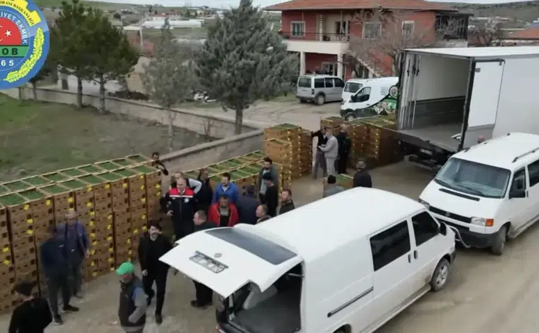 Uygun fiyatlı fideler üreticilere teslim edildi