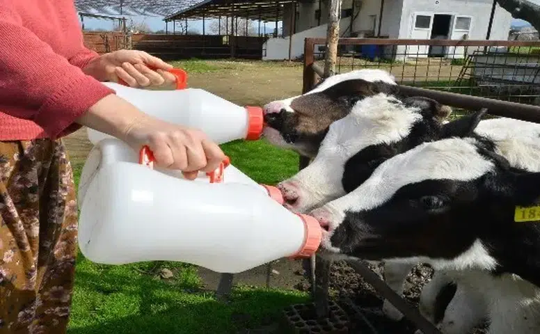 Üreticilerin beklediği süt fiyatı açıklandı