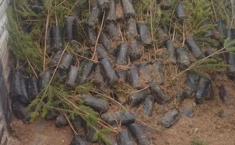 Konya’da yarın ücretsiz fidan dağıtşscak