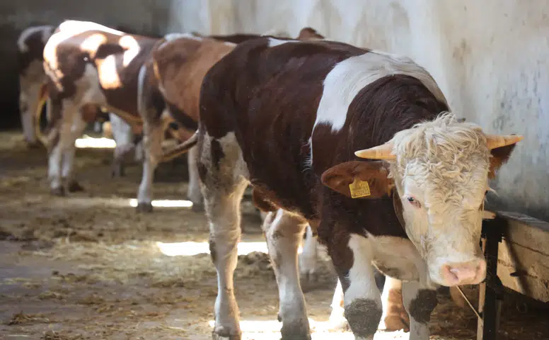 Konya’da kurbanlık uyarısı! Dikkat etmeyenler mağdur olabilir