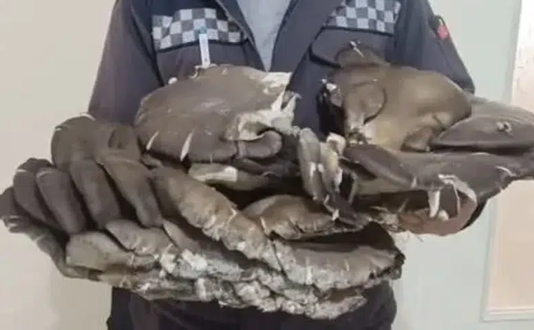 Doğada nadir rastlanıyor, Konya’da bulundu! 9,5 kilo ağırlıpında