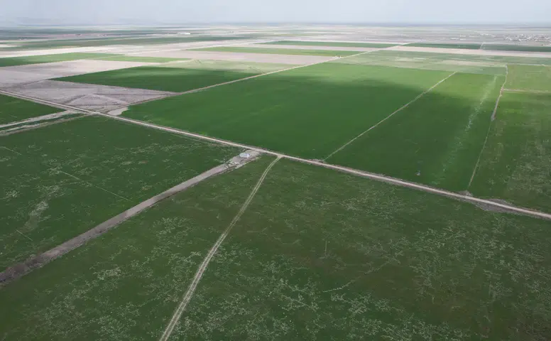 Rekolte artabilir! Konya çiftçisine yağış müjdesi